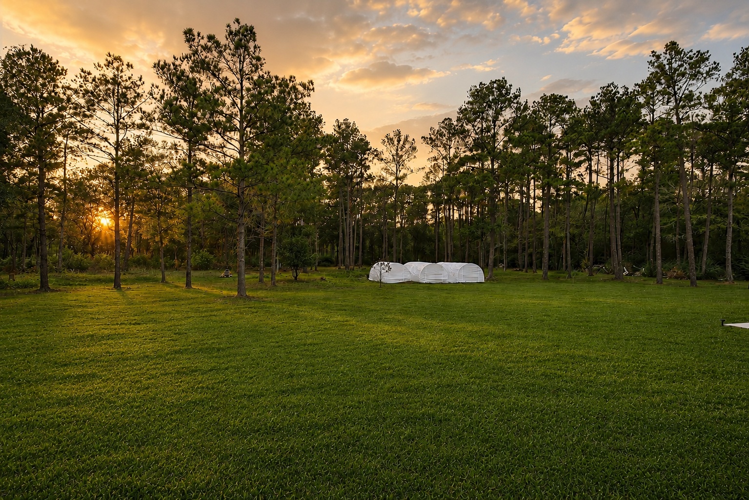 Back lawn at sunset through the pines